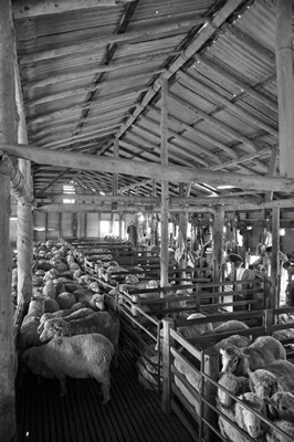 Steam Plains Shearing 022301  © Claire Parks Photography 